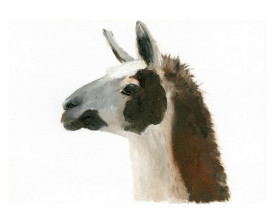 Lama, Argentinië . 2011 . 24x32